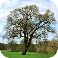 Trees of Britain